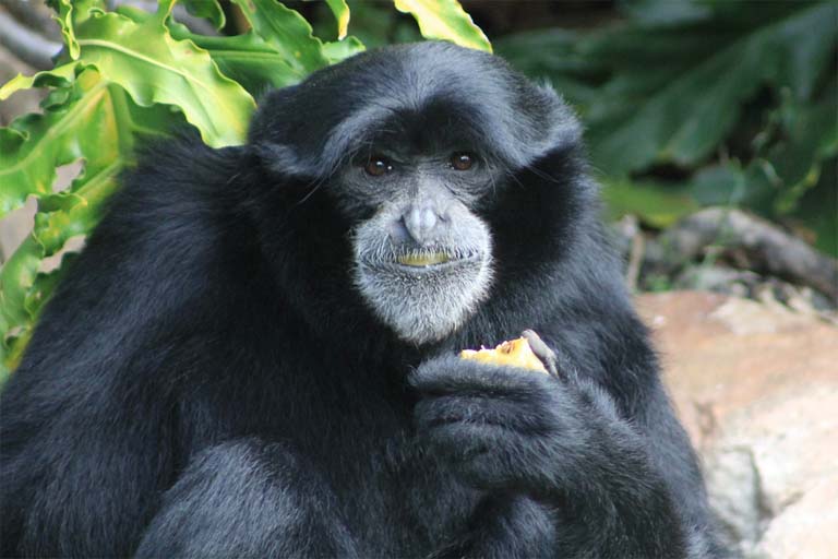 Siamang Gibbon