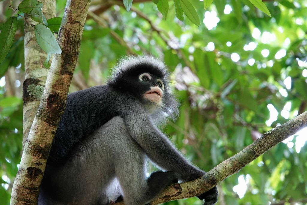Colobine Monkey