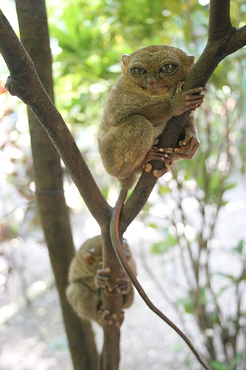 Tarsier