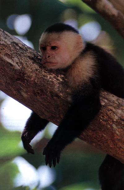 Capuchin Monkey, a type of Cebid