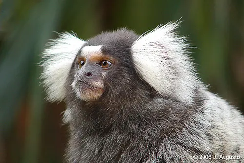 Marmoset