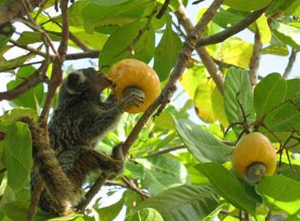 Chimpanzee eating fruit