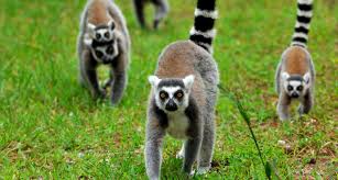 Lemur