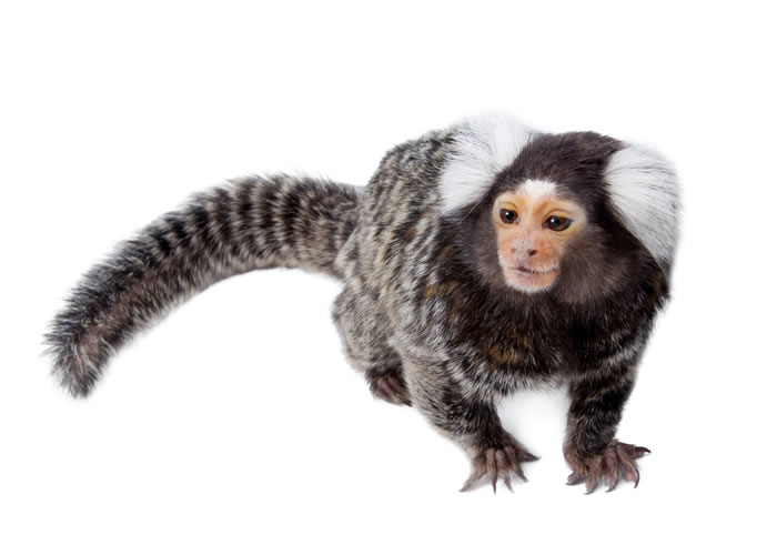 Marmoset